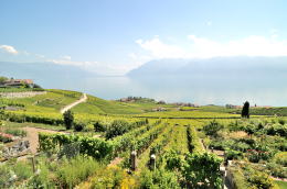 レマン湖の北岸に広がるラヴォー[Lavaux]地区のブドウ畑