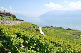 レマン湖の北岸に広がるラヴォー[Lavaux]地区のブドウ畑
