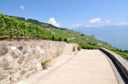 レマン湖の北岸に広がるラヴォー[Lavaux]地区のブドウ畑